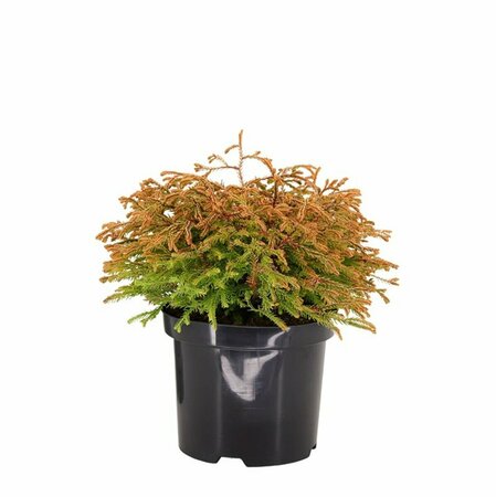 Thuja occ. 'Golden Tuffet' - afbeelding 5