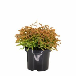 Thuja occ. 'Golden Tuffet' - afbeelding 5