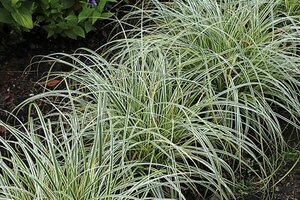 Carex 'Feather Falls' P9