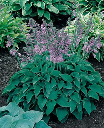 Hosta 'Blue Cadet' P9 - afbeelding 2