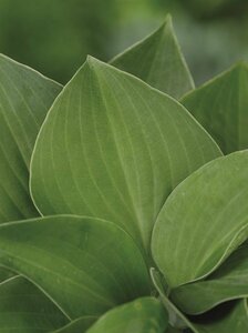 Hosta 'Blue Cadet' P9 - afbeelding 4