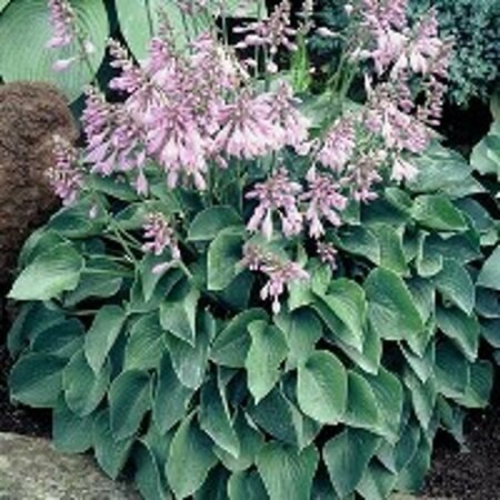 Hosta 'Blue Cadet' P9 - afbeelding 5