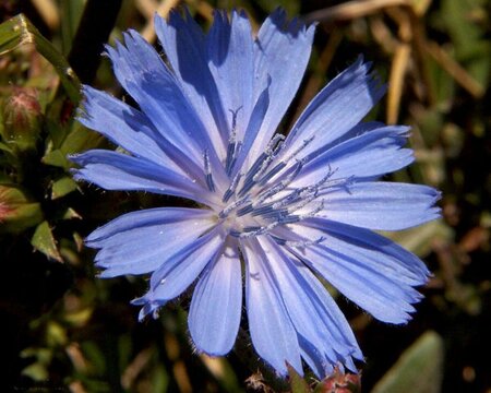 Cichorium intybus P9 - afbeelding 1
