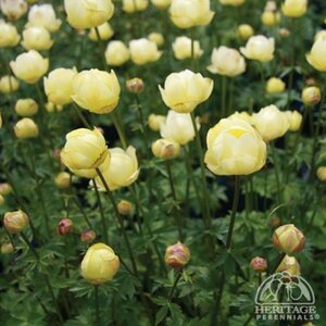 Trollius 'Alabaster' P9