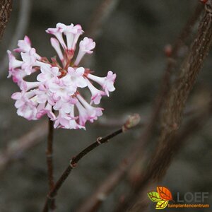 Viburnum bodnantense 'Charles Lamont'