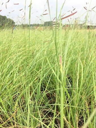Bouteloua gracilis P9 - afbeelding 1