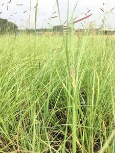 Bouteloua gracilis P9