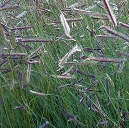 Bouteloua gracilis P9 - afbeelding 3