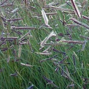 Bouteloua gracilis P9 - afbeelding 3