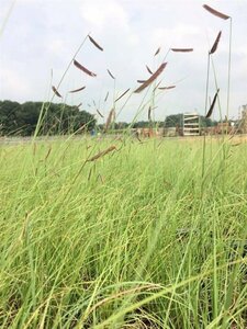 Bouteloua gracilis P9 - afbeelding 2