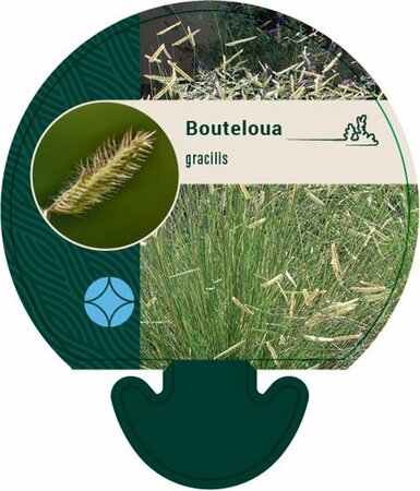 Bouteloua gracilis P9 - afbeelding 4