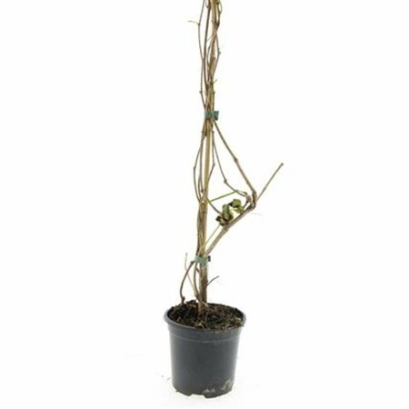 Schizachyrium scoparium P9 - afbeelding 2