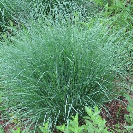 Schizachyrium scoparium P9 - afbeelding 5