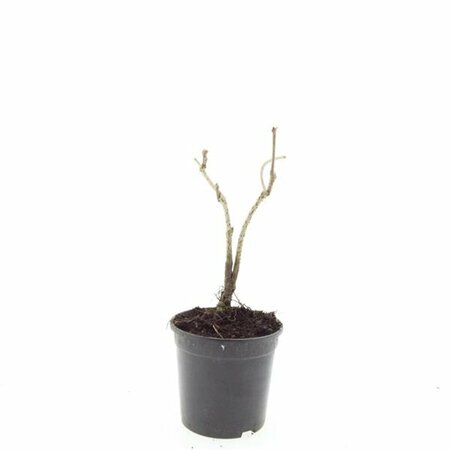 Schizachyrium scoparium P9 - afbeelding 4