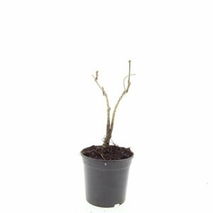 Schizachyrium scoparium P9 - afbeelding 4