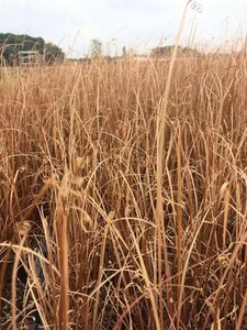 Carex buchananii C2 - afbeelding 5
