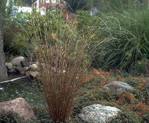 Carex buchananii C2