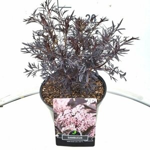 Sambucus nigra 'Black Lace' 30/40 C. - afbeelding 4