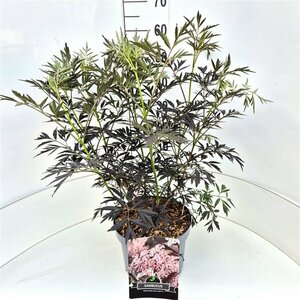 Sambucus nigra 'Black Lace' 30/40 C. - afbeelding 2