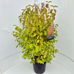 Cornus sanguinea 'Midwinter Fire' - afbeelding 14