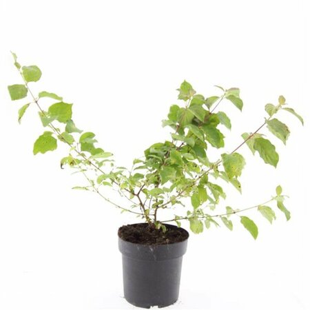 Cornus sanguinea 'Midwinter Fire' - afbeelding 10