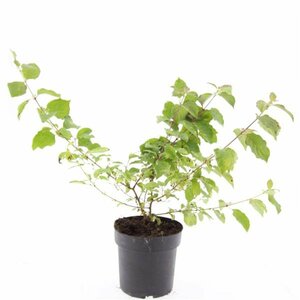Cornus sanguinea 'Midwinter Fire' - afbeelding 10