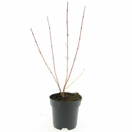 Cornus sanguinea 'Midwinter Fire' - afbeelding 8