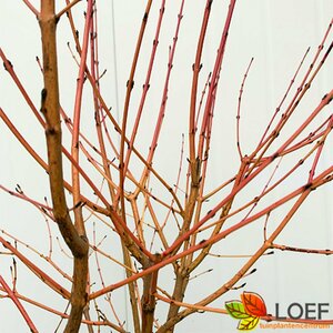 Cornus sanguinea 'Midwinter Fire' 60/80 C.