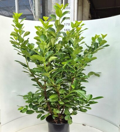 Prunus laurocerasus 'Rotundifolia' - afbeelding 21