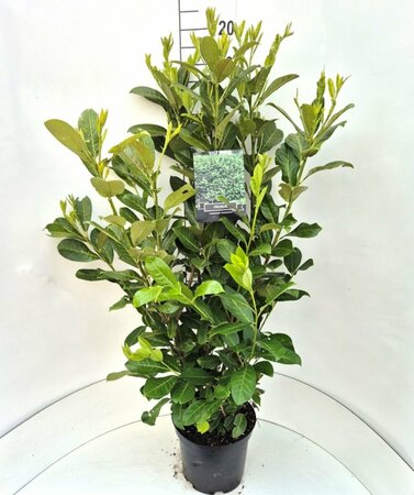 Prunus laurocerasus 'Rotundifolia' - afbeelding 17