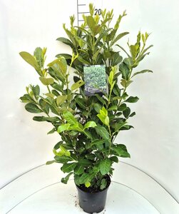 Prunus laurocerasus 'Rotundifolia' - afbeelding 17
