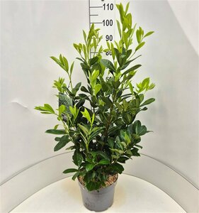 Prunus laurocerasus 'Rotundifolia' - afbeelding 15