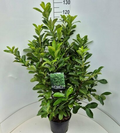 Prunus laurocerasus 'Rotundifolia' - afbeelding 9