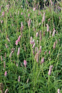 Sanguisorba officinalis 'Pink Tanna' P9 - afbeelding 7