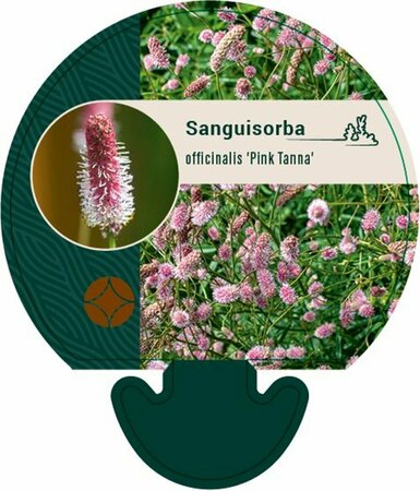Sanguisorba officinalis 'Pink Tanna' P9 - afbeelding 6