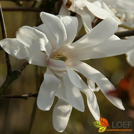 Magnolia stellata 125/150 C. - afbeelding 3