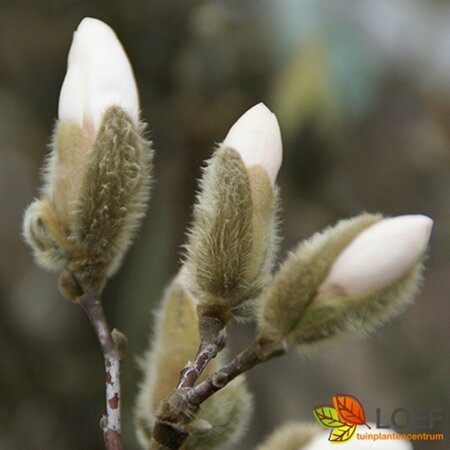 Magnolia stellata 125/150 C. - afbeelding 4