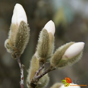 Magnolia stellata 125/150 C. - afbeelding 4