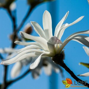 Magnolia stellata 125/150 C. - afbeelding 5