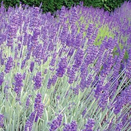 Lavandula chaytorae 'Richard Gray' P9 - afbeelding 2