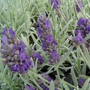 Lavandula chaytorae 'Richard Gray' P9 - afbeelding 3
