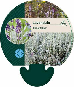 Lavandula chaytorae 'Richard Gray' P9
