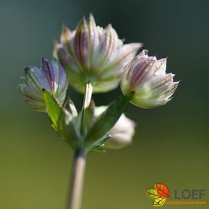 Astrantia major P9