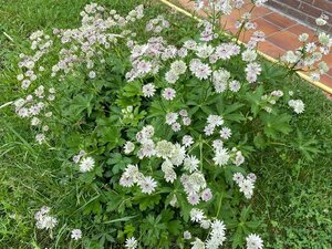 Astrantia major P9 - afbeelding 6