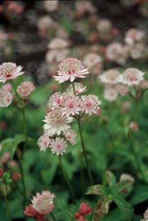 Astrantia major P9 - afbeelding 4
