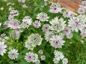 Astrantia major P9 - afbeelding 7