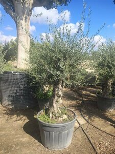 Olea europaea - afbeelding 10