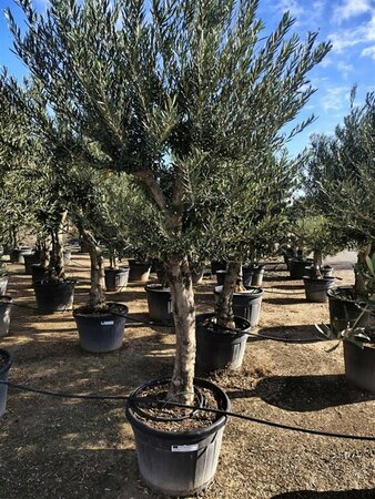 Olea europaea - afbeelding 4