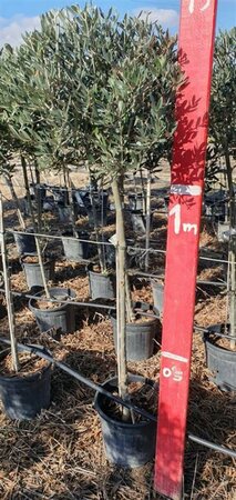 Olea europaea - afbeelding 8