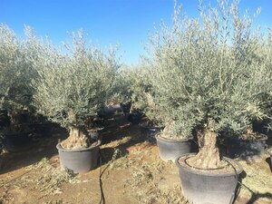 Olea europaea - afbeelding 11